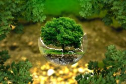 Vignette de La  transposition de ses connaissances sur son environnement naturel