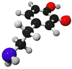 Vignette de La dopamine et l'autodiscipline